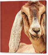 Goat With An Attitude Canvas Print