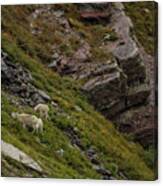Goats Grazing Below Grinnell Glacier Trail Canvas Print