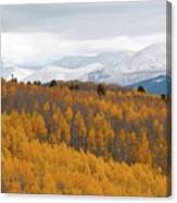 Golden Aspen And Snow Covered Mountains Canvas Print