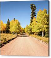 Golden Aspens Along Colorado Forest Road 103 Canvas Print