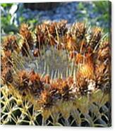 Golden Barrel Cactus Canvas Print