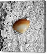 Golden Brown Sea Shell In Fine Wet Sand Macro Color Splash Black And White Canvas Print