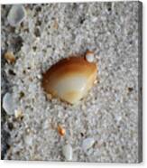 Golden Brown Sea Shell In Fine Wet Sand Macro Square Format Canvas Print