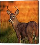 Golden Buck Canvas Print