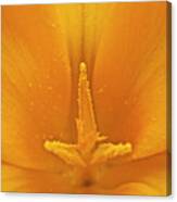 Golden Glory Canvas Print