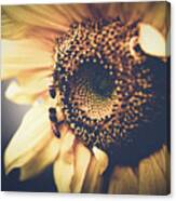 Golden Honey Bees And Sunflower Canvas Print