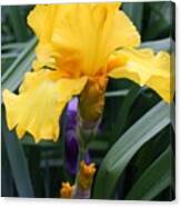 Golden Iris Canvas Print