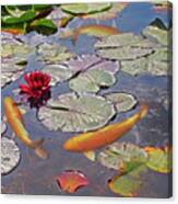 Golden Koi Pond Canvas Print