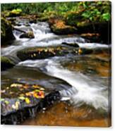 Golden Leaves In Cold Springs Creek Canvas Print