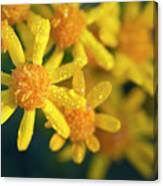 Golden Ragwort Canvas Print