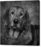 Golden Retriever In Black And White Canvas Print