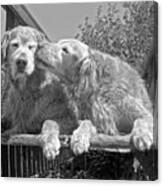 Golden Retrievers The Kiss Black And White Canvas Print