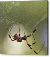 Golden-silk Spider Canvas Print