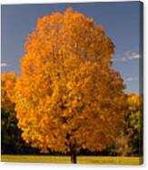 Golden Tree Of Autumn Canvas Print