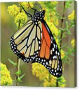Goldenrod And The Monarch Canvas Print