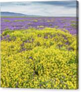 Goldfield And Phacelia Canvas Print