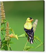 Goldfinch In A Flower Garden Canvas Print