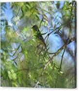 Goldfinch In The Green Leaves I Canvas Print