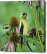 Goldfinch On Coneflower Seed Head Canvas Print