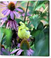 Goldfinch On Coneflowers Canvas Print