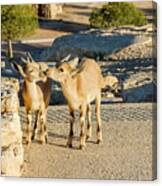 Good Morning Kiss Canvas Print