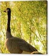 Goose And Gosling Canvas Print