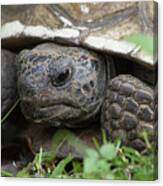 Gopher Tortoise #1 Canvas Print