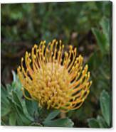 Gorgeous Flowering Yellow Protea Flower In Hawaii Canvas Print