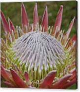 Gorgeous Pink Spikey Protea Flower Blossoms In A Garden Canvas Print