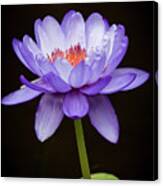 Gorgeous Purple Water Lily Canvas Print