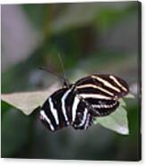 Gorgeous Shot Of A Zebra Butterfly On A Leaf Canvas Print