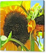 Gospel Flat Sunflowers Canvas Print