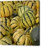 Gourd Harvest - Yellow And Green Canvas Print