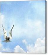 Grace In Flight - The Tern Canvas Print