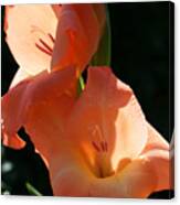 Graceful Gladiolus Canvas Print