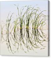 Graceful Grass Canvas Print