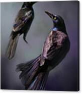 Grackles Study Canvas Print