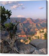 Grand Canyon, Late Afternoon Canvas Print