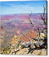 Grand Canyon Tree Canvas Print