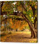 Grandfather Cottonwood Canvas Print