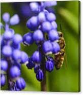 Grape Hyacinth And Bee Canvas Print