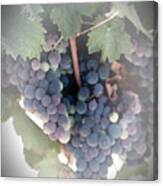 Grapes On The Vine I Canvas Print