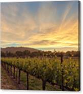 Grapevines And The Sunset Canvas Print