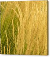 Grass Canvas Print