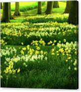 Grass Lawn With Daffodils  #1 Canvas Print