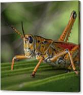 Grasshopper And Palm Frond Canvas Print