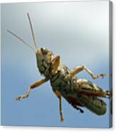 Grasshopper I Canvas Print
