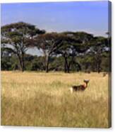 Grasslands Of The Serengeti Hartebeest Canvas Print