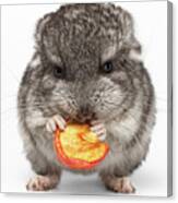 Gray Baby Chinchilla Eating Apple On White Canvas Print