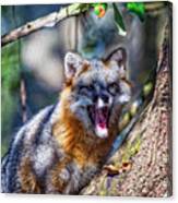 Gray Fox Awakens In The Tree Canvas Print